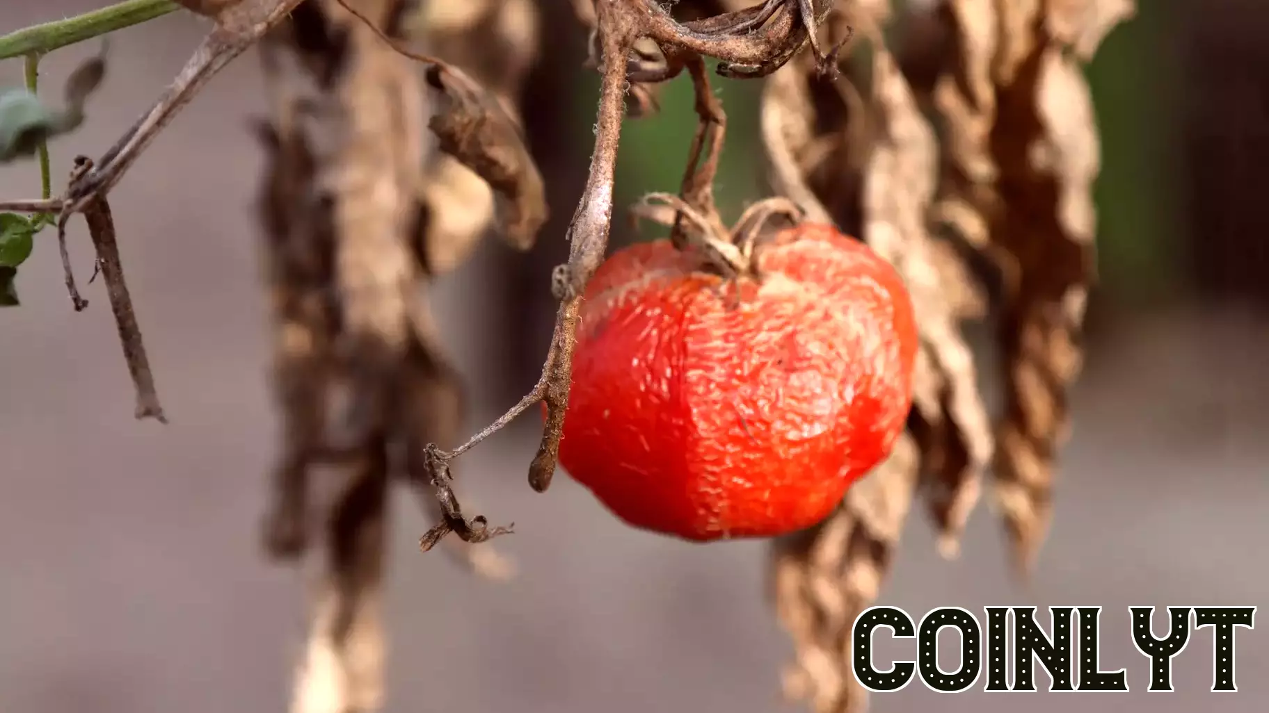Climate Risks in Supply Chains: A Growing Concern for Global Markets