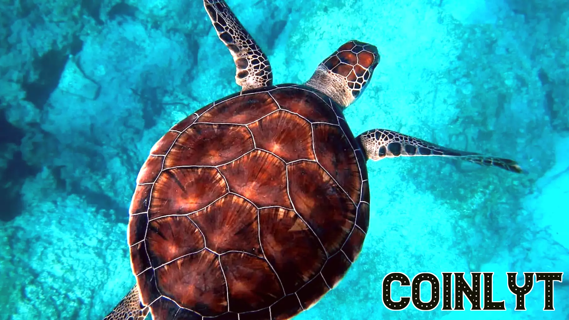 Cop16 Reaches Agreement to Support Biodiversity Financing